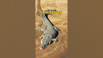 Silent Predators of the Water: Crocodiles! 🐊💀  #wildlife
