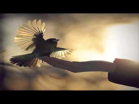 ΠΑΝΟΣ ΝΟΗΤΑΚΗΣ ΜΟΥ ΚΟΒΟΥΝ ΤΑ ΦΤΕΡΑ ΜΟΥ