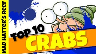 Top 10 Crabs for a Saltwater Tank