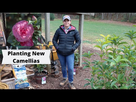 Видео: Camellia тарих, арчлах - Камелия ургамлыг хэрхэн арчлах вэ