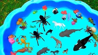Learn Wild Zoo Animals and Sea Animals For Kids with Shark Toys