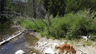 Jindo Dog Journeys- Hiking the Alpine Creek Trail 8/8/2020.