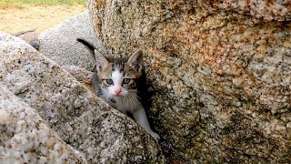 防波堤で無邪気に遊ぶ子猫たちがカワイイ