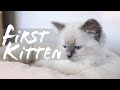 HOW TO PREPARE your home for a KITTEN | Ragdolls Pixie and Bluebell