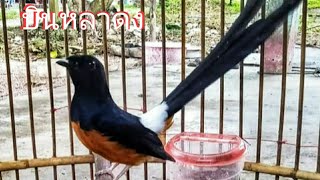 GACORAN MURAI BATU THAILAND