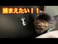 猫とヤモリの睨み合い　ムタさんに勝てるのか？！【唐草猫ムタさん】