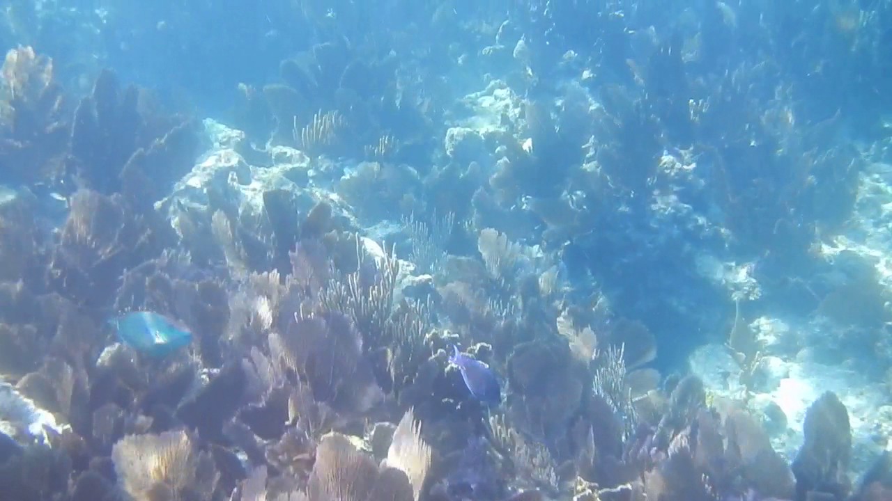 Snorkeling John Pennekamp Coral Reef State Park; Video 3 YouTube