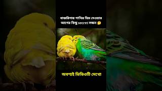 বাজরিগার পাখির ডিম দেওয়ার আগের কিছু secret লক্ষন 😲 #budgies #viralshort #shortsfeed #breeding
