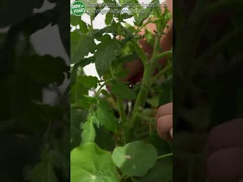 Video: Containertomaten: Tipps zum Anbau von Tomaten in Containern