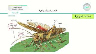 الحشرات واشباهها - أحياء (1) - السنة الأولى المشتركة