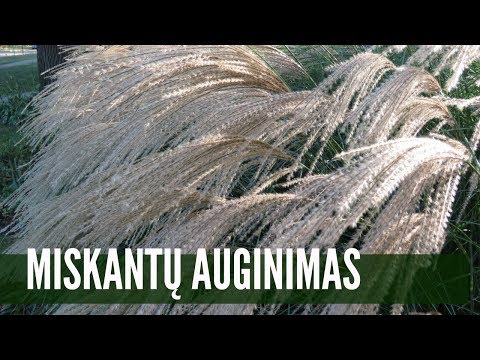 Video: Genių Ir Rūšių Skirtumas