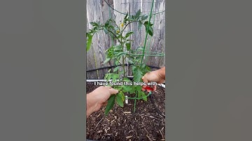 Tips for Growing Better Tomatoes! #texasgarden #gardening #tomato #tomatoplant