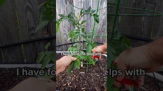 Tips for Growing Better Tomatoes! #texasgarden #gardening #tomato #tomatoplant