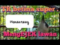 TRUCUK BETINA SUPER NARUNG sangat menantang lawan