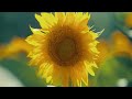 ¡DESPIERTA! PELIGROS Y POSIBILIDADES DE LA REALIDAD ANTHONY DE MELLO AUDIOLIBRO COMPLETO