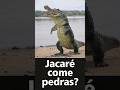 Por que o jacaré engole pedras de propósito? A resposta é genial! 🐊🪨