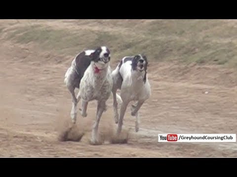 Track racing | Track race 10-11-12 February 2018 #4 | dog race - YouTube