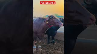 #bufflo #cow #milking #milkingmachinetamilnadu #plzsubscribe
