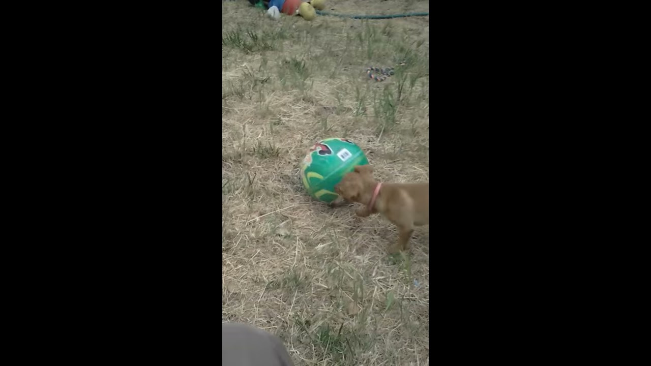 My Dog Playing Soccer