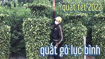 quất tết 2022 , quất gò lục bình, giá quất tết xin lh ...