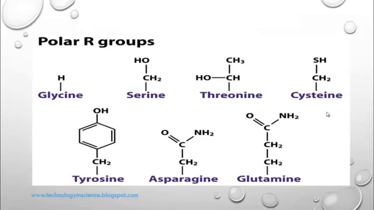 Amino Acid Polarity Chart