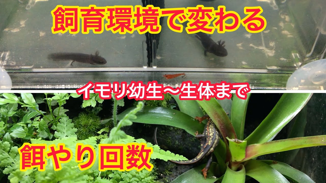 イモリの幼生 生体エサの量は 季節に合わせた餌の量とエサやりを始めるタイミング Youtube
