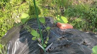 8月18日 日照り続きの畑、きゅうり🥒ももう終わりかな