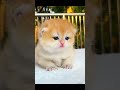 Cat catsmycat funnycats viral kitty katzen catlover kittycat babykatze funnypets fun