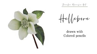 Drawing a Winter Hellebore for the Holidays with Colored Pencils