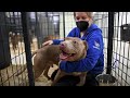 Approximately 40 dogs rescued from alleged neglect receive care and TLC