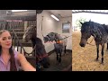 Horse TikToks That Went Viral! #5
