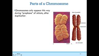 BIO101 Online |  Chapter 9: Cell Cycle and Cancer