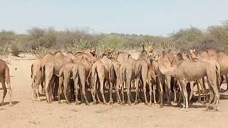 camel water drinking video💥@LuckyCamel11