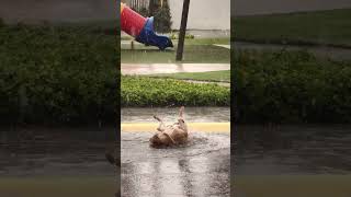 Adorable Den Retriever Loves Playing In The Rain