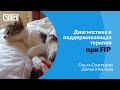 Диагностика и поддерживающая терапия при инфекционном перитоните у кошек (FIP)