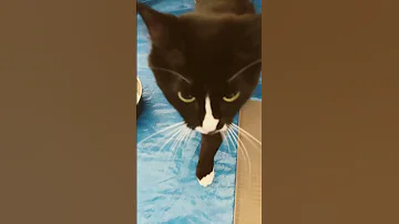 Introducing Mokie 