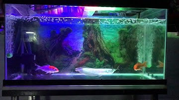 Nuôi cá ngân long chung với cá koi.