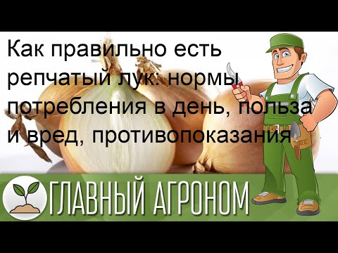 Как правильно есть репчатый лук: нормы потребления в день, польза и вред, противопоказания