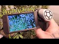AUTOFLOWER BREEDING S6E11 - w/MARSHYDRO
