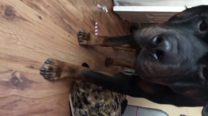 My hamster meeting my dog