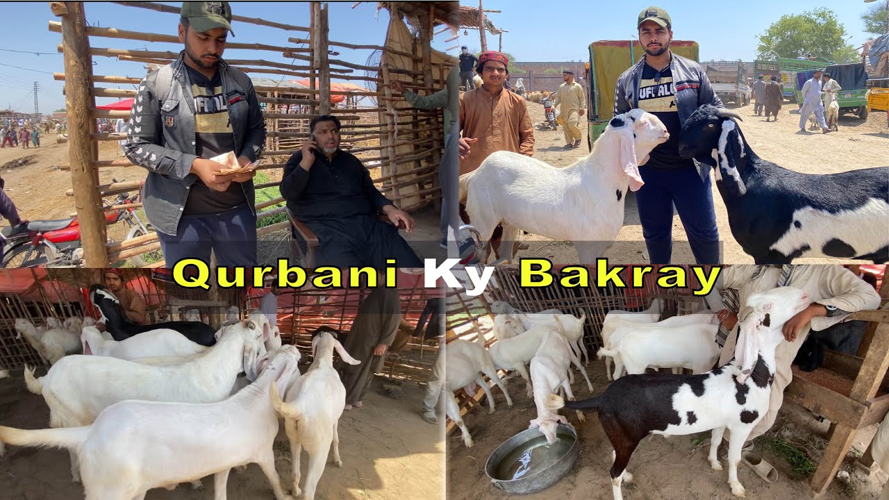 Alhamdulillah 2024 ki Qurbani k liay 3 Bakray lay liye ❣️