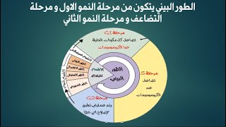 Interphase - الطور البيني