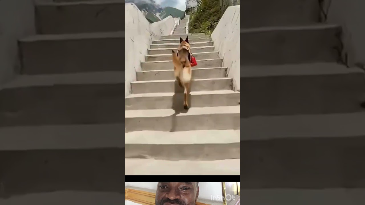 Smart Dog Saves Lives. 