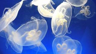 Jellyfish °°° Méduse °°° قنديل البحر