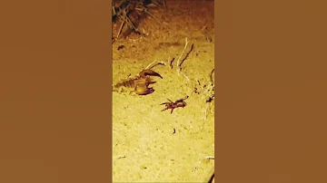 عنكبوت ضد عقرب والكمين احترافي 