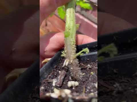 Video: Õhujuurtega taimed – miks mu taimel on juured külgedelt lahti