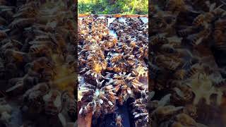 Bees and honey #brucesbees #beekeeping #honey