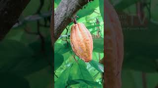 Kakao Organik Asal Indonesia di Ekspor Hingga ke Eropa