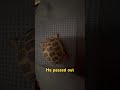 He must have been tired