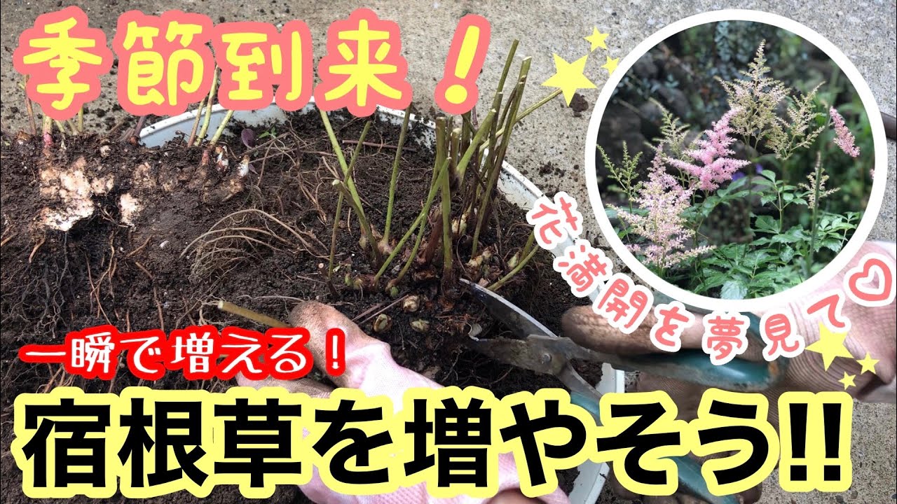 宿根草の増やし方 その日のうちに増えちゃう 株分け 春 秋が季節だよ 実践ありで アスチルベ 他を株分けします テスト 生ゴミ堆肥使います ガーデニング Youtube 宿根草の増やし方 その日のうちに増えちゃう 株分け 春 秋が季節だよ 実践ありで アスチルベ 他を株分けします テスト 生ゴミ堆肥使います ガーデニング Youtube